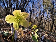 52 Helleborus viridis (Elleboro verde) 